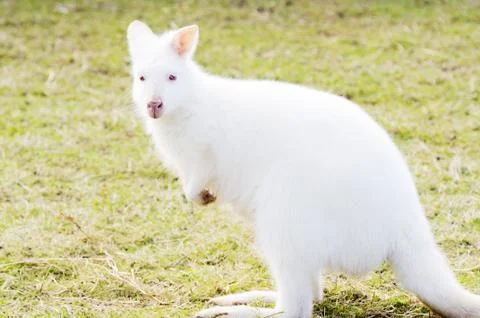Albino wallaby Stock Photos