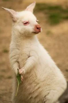 Albino wallaby Stock Photos