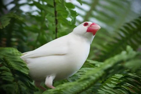Albino (white) java sparrow bird perched on the fern branch Stock Photos