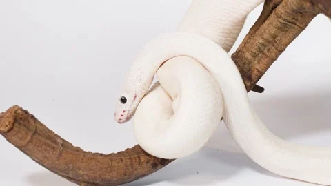Albino White Snake Coiling Around Wooden Branch in Studio Stock Footage 324844845