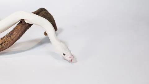 Albino White Snake Slithering Over Wooden Branch Perch Stock Footage 324938541