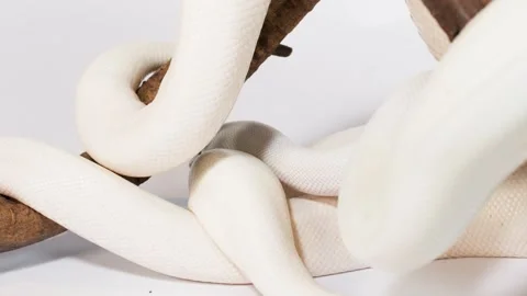 Albino White Snake Slowly Coiling Around Wooden Branch Video stock 324844322