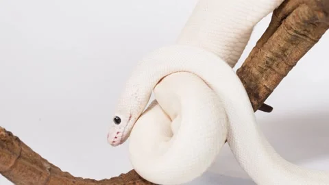Albino White Snake Slowly Coiling Around Wooden Branch Video stock 325014339