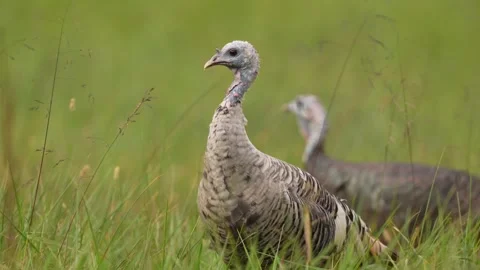 Albino Wild Turkey Stock-Footage 253181790