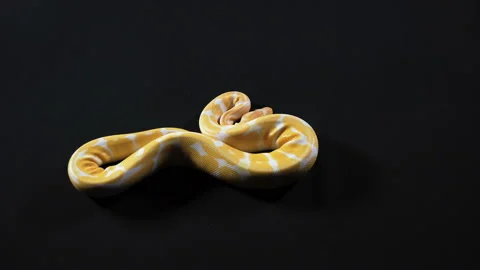 Albino yellow python crawling from the left to right Stock-Footage 112636505