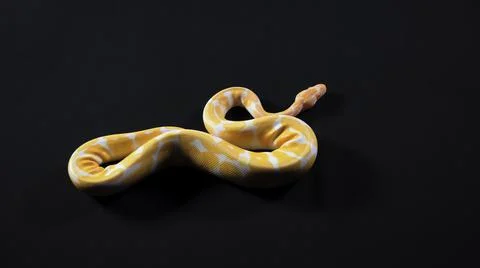 Albino yellow python crawling from the left to right Stock-Fotos