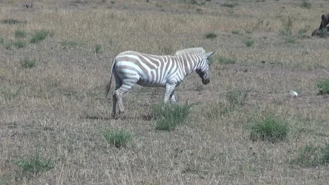 Albino Zebra - Serengeti National Park - Tanzania Stock Footage