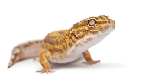 Albinos orange Leopard gecko - eublepharis macularius Stock Photos