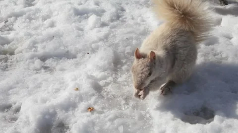 Albinos squirrel Stock Footage 2185023