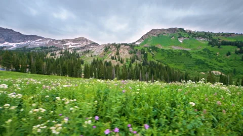 Albion Basin, Utah side view of meadows trail wildflowers Wasatch mountains Stock Footage 131589553