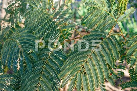 Albizia julibrissin plant, tiny green leaves of rose persian silk tree ...