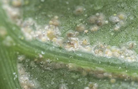Albugo parasite Foto stock