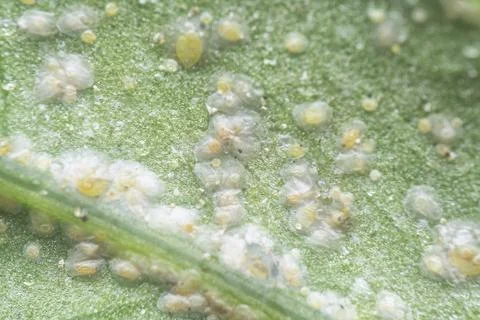 Albugo parasite Stock Photos