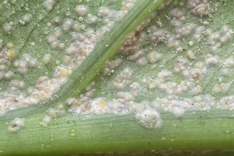 Albugo parasite Stock-Fotos