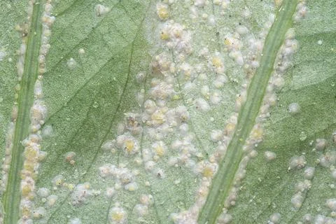 Albugo parasite Foto stock