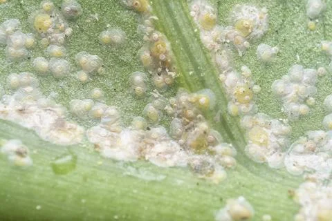 Albugo parasite 스톡 사진