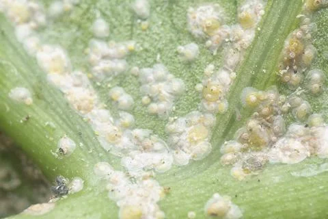 Albugo parasite Stock Photos