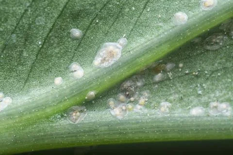 Albugo parasite Stock Photos