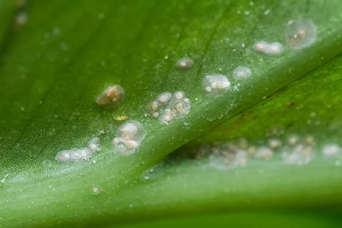 Albugo parasite Stock Photos