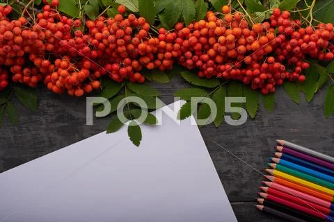 Album, mountain ash and colored pencils on the table Stock Photos