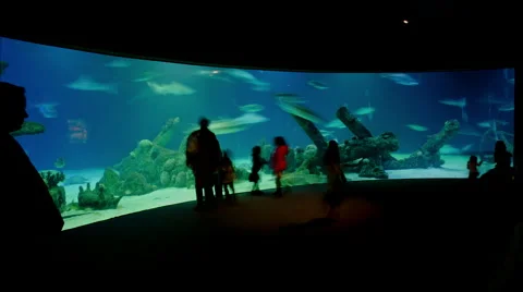 Albuquerque Aquarium Timelapse Stock Footage 59080135
