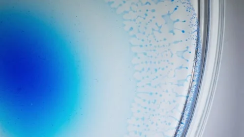 Alcohol ink diffusing in fluid, macro view of abstract blue pattern in petri Video stock 310214106