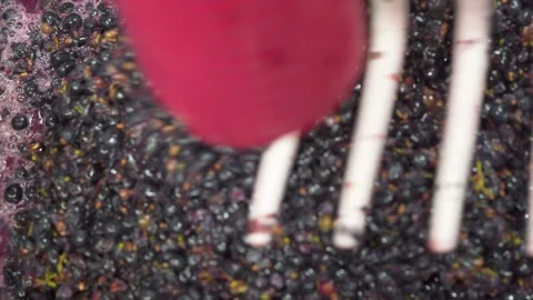 Alcoholic Fermentation and Maceration Process Of Wine. Freshly Crushed Grapes Stock Footage 320442291