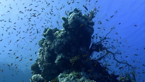 Alcyonacean Soft Coral Colonization on a Vertical Reef Pinnacle Stock Footage 328662948