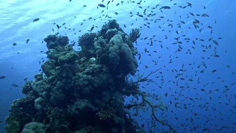 Alcyonacean Soft Coral Colonization on a Vertical Reef Pinnacle Stock Footage 328704796