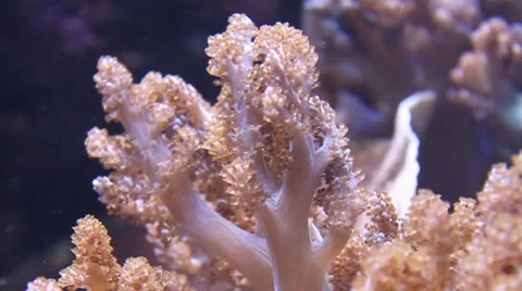Alcyonium Stock Footage 8363530
