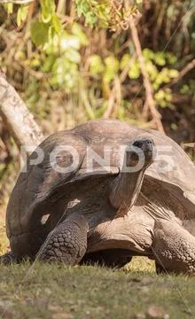 Aldabra Giant Tortoise Aldabrachelys gigantean is a large reptile Stock Photos