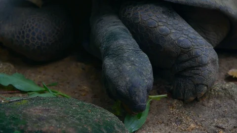 Aldabra giant tortoise browsing leaves. Mahe Island Seychelles. Stock Footage 125022341