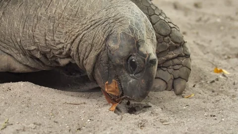 Aldabra Giant Tortoise Chewing leaf Video stock 341012269