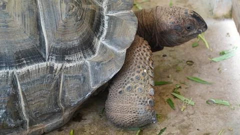 Aldabra Giant Tortoise Close Up Shell and Skin Detail Stock Photos