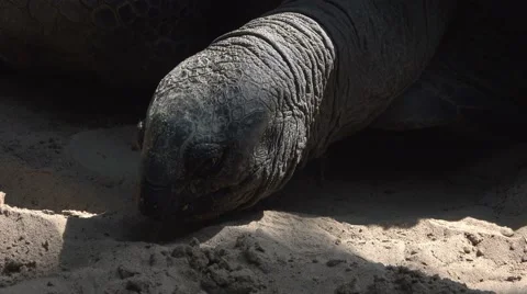 Aldabra Giant Tortoise Stockbeeldmateriaal 64876974