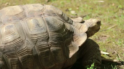Aldabra Giant Tortoise Vídeos de archivo 65790623