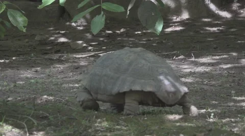 Aldabra Giant Tortoise Stock Footage 66114151