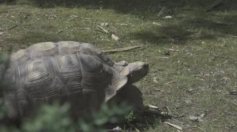 Aldabra Giant Tortoise Stock Footage 66117265