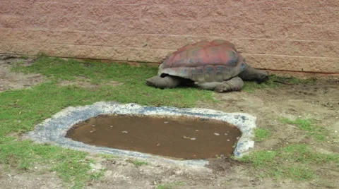 Aldabra Giant Tortoise Stock Footage 68944947