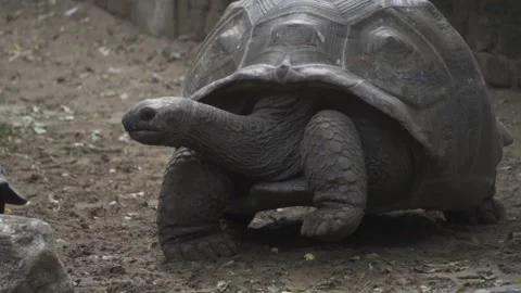 Aldabra giant tortoise Stock Footage 166104307