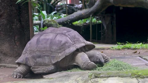 Aldabra giant tortoise Stock Footage 243416455