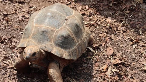Aldabra giant tortoise Video stock 341658683