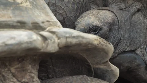 Aldabra Giant Tortoise Peering Beneath Shell Video stock 341009014