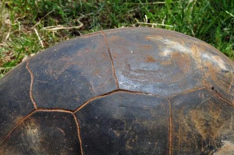 Aldabra giant tortoise Stock Photos