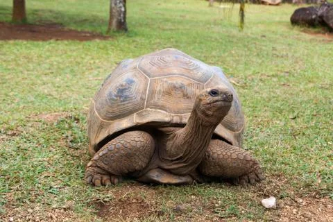 Aldabra Giant Tortoise Stock Photos