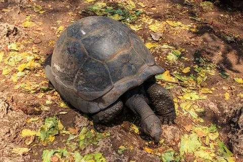 Aldabra giant tortoise on Prison island, Zanzibar in Tanzania Stock Photos