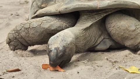 Aldabra Giant Tortoise Resting With leaf Video stock 341012015