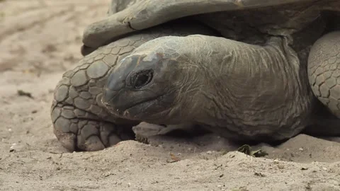 Aldabra Giant Tortoise Resting on Sandy Ground Video stock 341011317