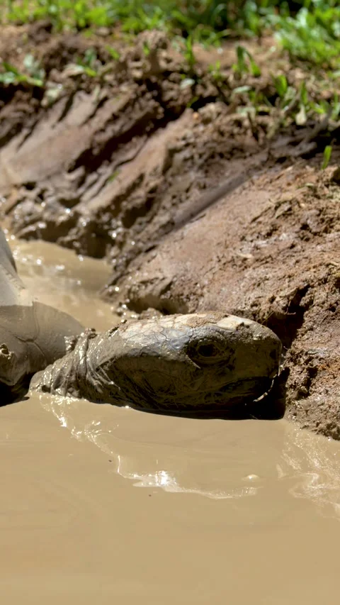 Aldabra Giant Tortoise Resting in a Thick Mud Puddle Stock Footage 332048654