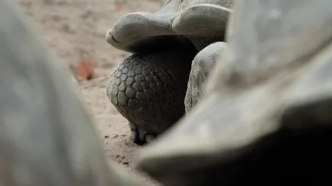 Aldabra Giant Tortoise Viewed Through Surrounding Shells Video stock 341010873